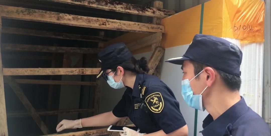 解读！入境货物木质包装查验工作